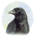 Protecting property from ravens.